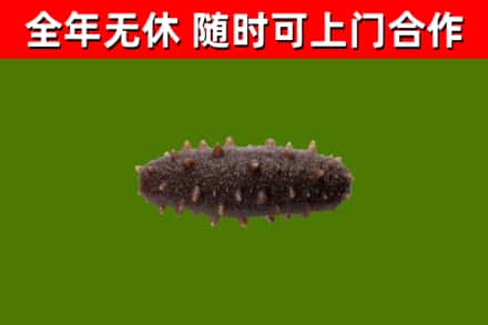 博尔塔拉烟酒回收干海参.jpg
